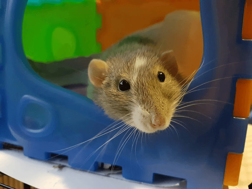 “Loneliness Is Fueling Your Addiction—The Rat Park Proof”