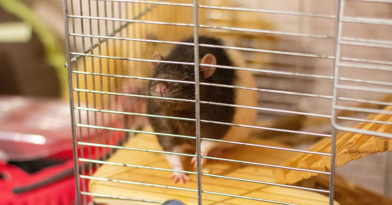 孤独と依存症の意外な関係：ラットパーク実験が教えてくれたこと